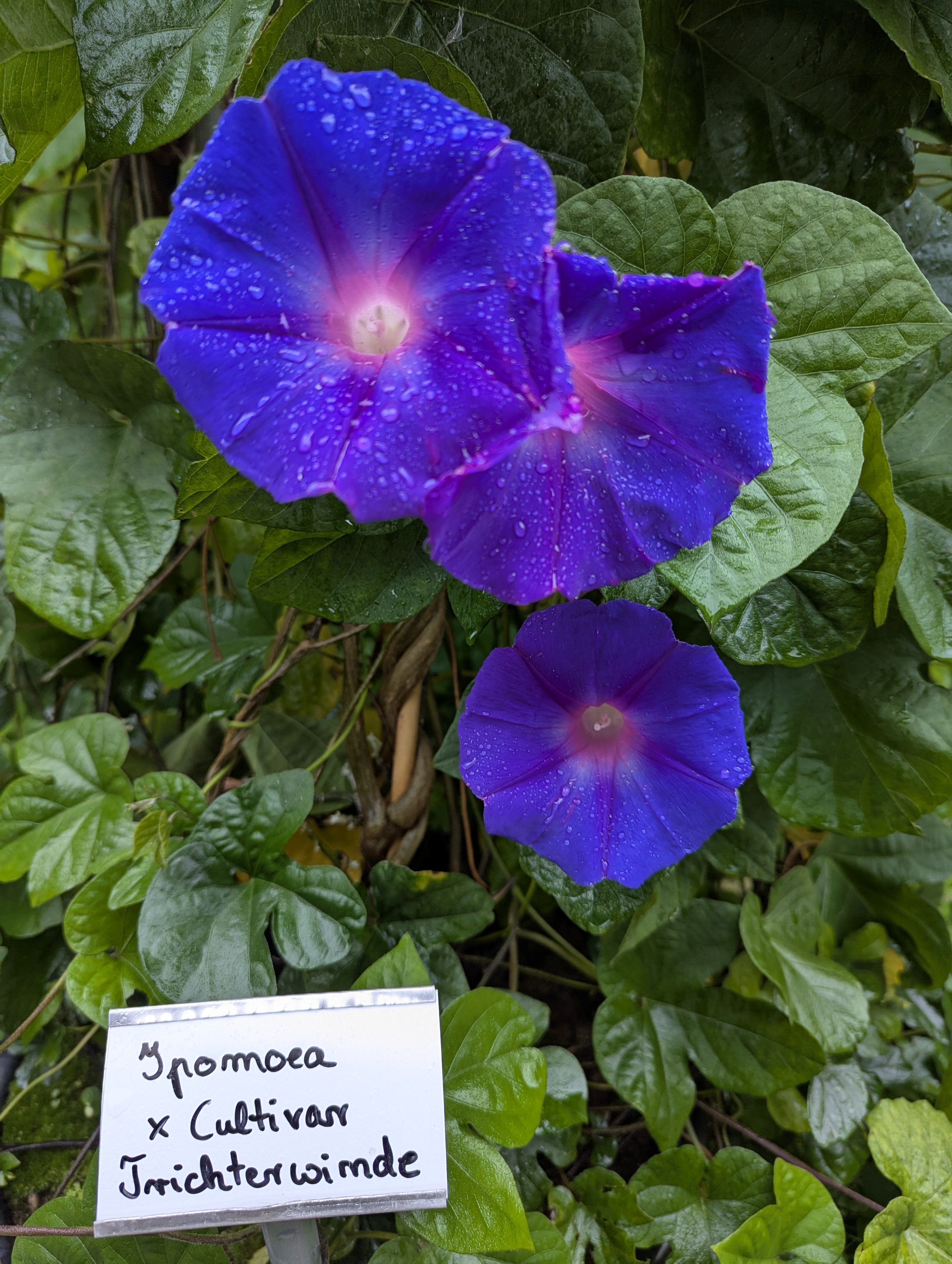 Botonic Gardens, Muenster, Germany